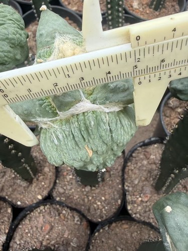 Raro succulento ariocarpus - raro,
