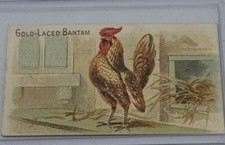 1891 N20 Allen & Ginter Premio & Gioco Polli Allacciati Oro Gallo Carta Tabacco