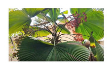 5x Licuala grandis raggi a