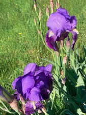 5 rizomi + 2 rizoma in regalo di iris colore VIOLA CLASSICO (senza spese)