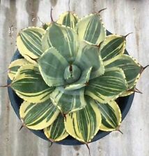 Rara pianta succulenta agave