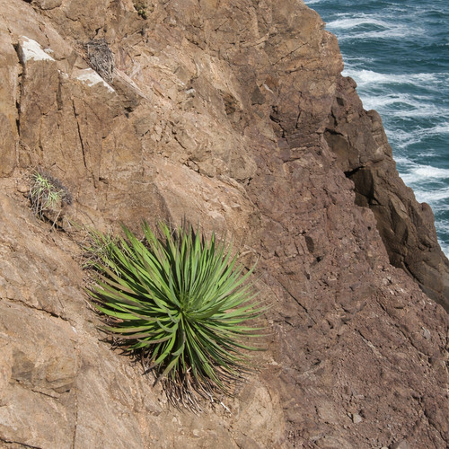 Agave colimana seeds - colimana,