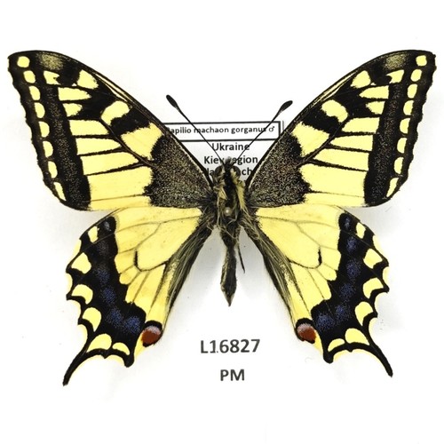 Papilionidae papilio machaon - papilio,