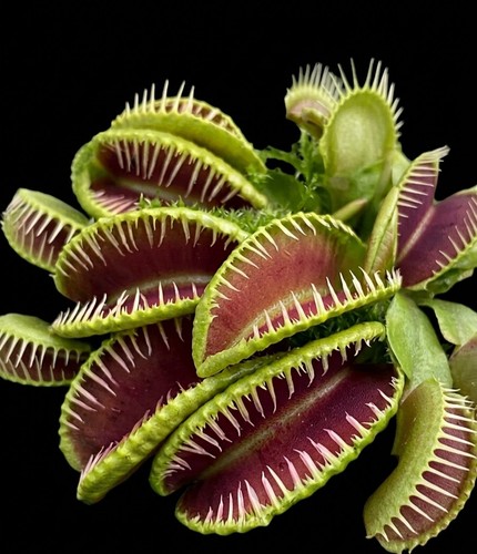 Dionea muscipula hellcat - muscipula,