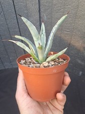 Agave macroacantha f. compacta