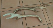 Coppia palchi cervide - coppia, di