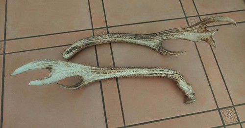 Coppia palchi cervide - di, di