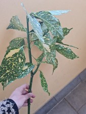 Aucuba japonica alloro giapponese