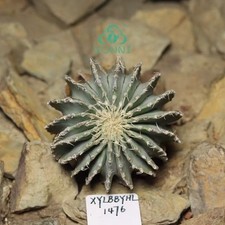 5,2 cm raro cactus Geohintonia