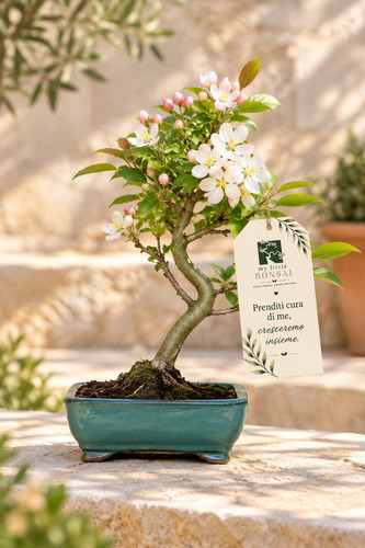 Bonsai melo fiore - bonsai, da