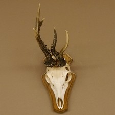 Rehbock Anormale Con Corna Di