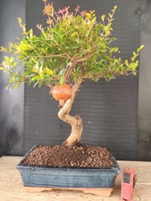 bonsai di melograno   h 45 cm