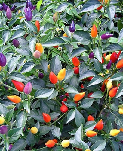 Peperoncino piccante - peperoncino,