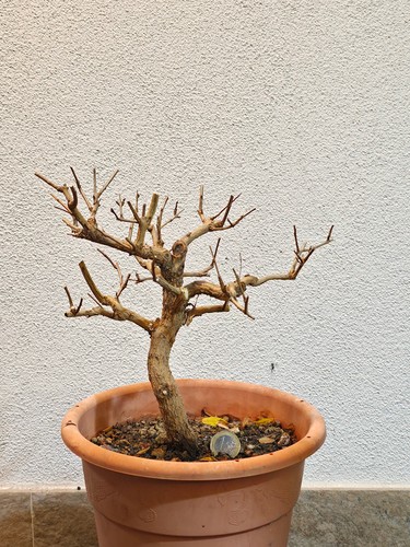 Bonsai prebonsai melograno - bonsai,