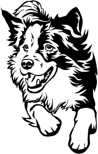 Adesivo border collie - border,