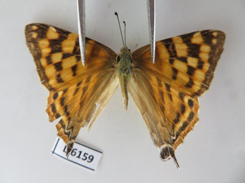 L6159 insetti non montati - non,