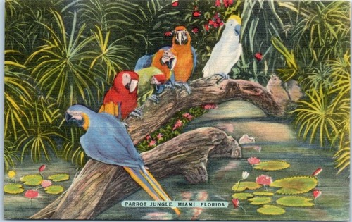 Cartolina animale birds the - animale,