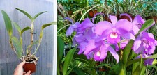 Cattleya skinneri,  orchidée