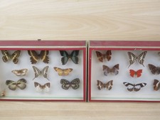 antica COLLEZIONE DI FARFALLE