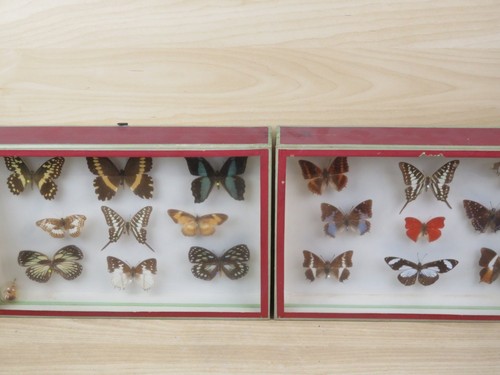 Antica collezione farfalle - antica,