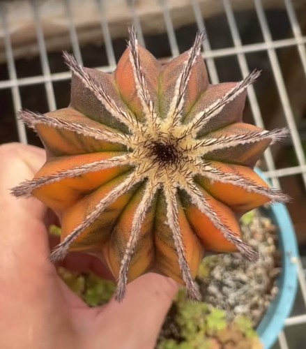 Uebelmannia pectinifera - 7,