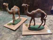 Presepe cammelli cm10  -minimo