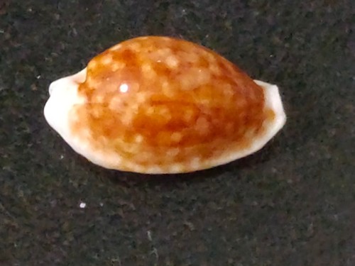 Conchiglia cypraea cribraria - conchiglia,