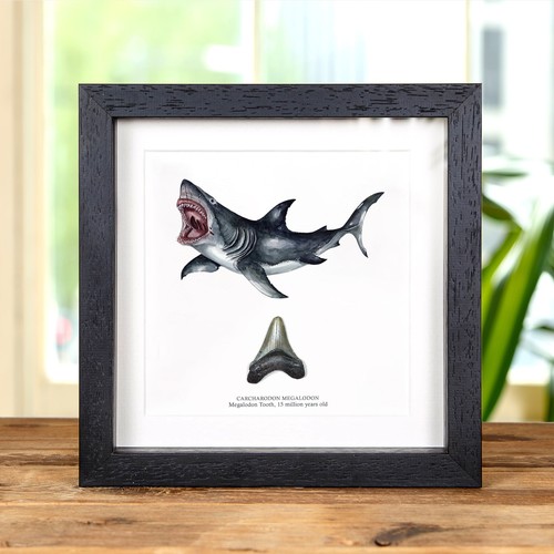 Inch megalodon shark tooth - inch,