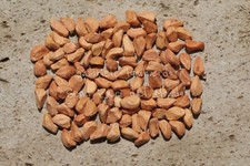 ROSA SELVATICA - ROSA CANINA