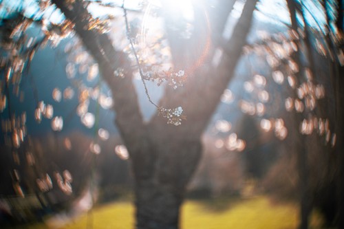 Objectif petzval 65mm 6 - objectif, f/1.6