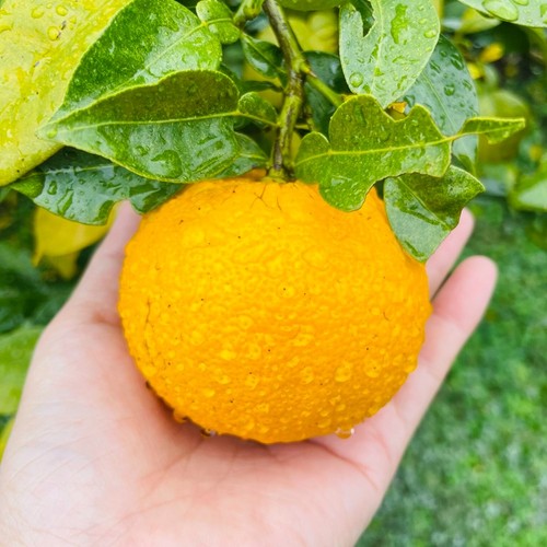 Yuzu mandarino arancio pianta - yuzu,