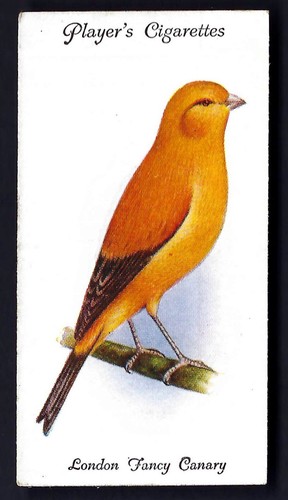 Player aviary and - aviary, cage