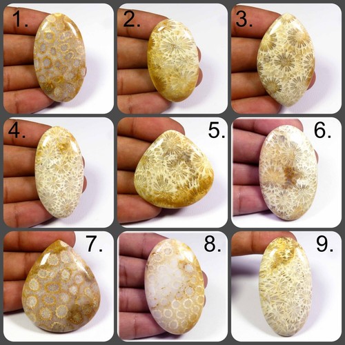 Naturale fossil corallo - naturale,