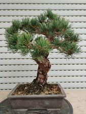Bonsai di Pinus Pentaphylla
