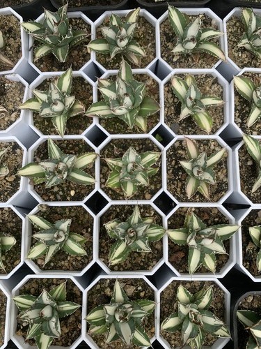 Vendita rara agave - rara, titanota