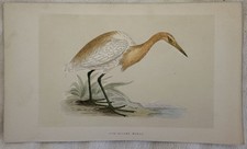 RUFF-BACKED HERON AIRONE