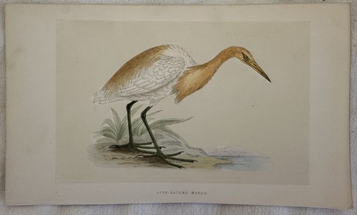 Ruff backed heron airone - heron,