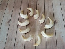 10 denti di cinghiale veri