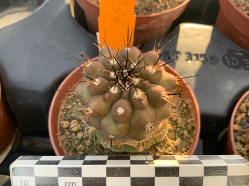 244 copiapoa cinerea - 244, wysiwyg