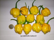 PICCANTI SCORPION GIALLO 250 GR - 10€ FRESCO 