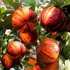 CITRUS SINENSIS 'DOUBLE BLOODY' arancia - 10 semi freschi + REGALO