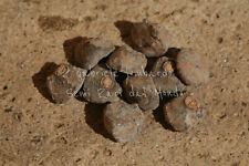 MUSA YUNNANENSIS, 10 SEMI SELEZIONATI