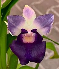 Profumo Cochleanthes 'Perfect