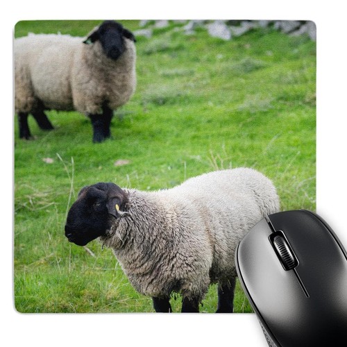 3drose rose suffolk sheep - suffolk,