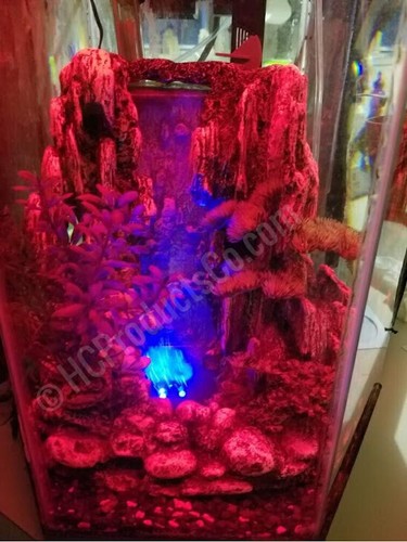 Luci led per acquario - per, pesci
