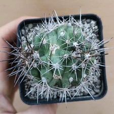 Copiapoa grandiflora WS 78 