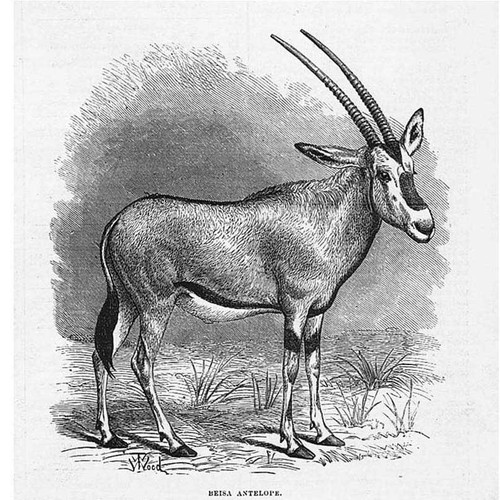 Antilope beisa orice - o,