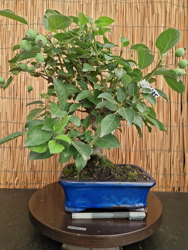 Bonsai melo 42cm visita - melo,