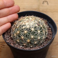 Coryphantha echinus Vaso 7.5