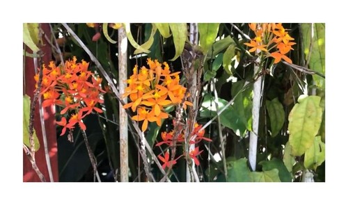 10x epidendrum secundum red - epidendrum,